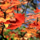 Illustration for article titled Shooting Challenge Fall Leaves Gallery 11